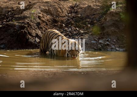 Le tigre du Bengale se tient à boire depuis un trou d'eau boueux Banque D'Images