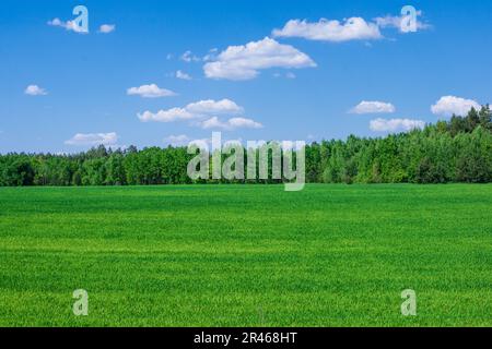 Champ vert et jeune blé sous ciel bleu près de la forêt Banque D'Images