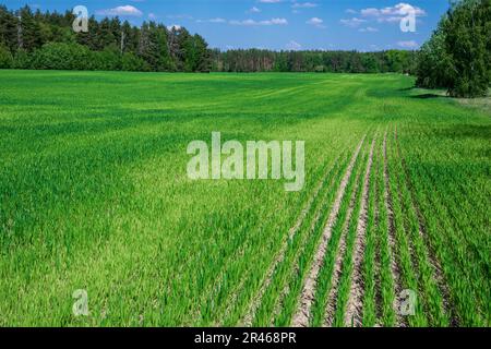 Champ vert et jeune blé sous ciel bleu près de la forêt Banque D'Images