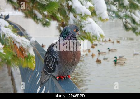 La photo a été prise dans un parc public de la ville d'Odessa. La photo montre un pigeon de ville assis sur une rampe le jour d'hiver. Banque D'Images