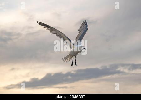 Un mouette blanche qui s'envolent gracieusement dans un ciel spectaculaire avec de majestueuses nuances d'orange au coucher du soleil Banque D'Images