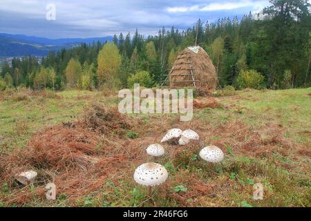 La photo a été prise au début de l'automne dans les montagnes des Carpates. Sur la photo, un pré est visible sur lequel poussent les champignons. Contre le b Banque D'Images