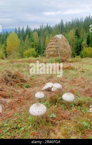 La photo a été prise au début de l'automne dans les montagnes des Carpates. Sur la photo, un pré est visible sur lequel poussent les champignons. Contre le b Banque D'Images