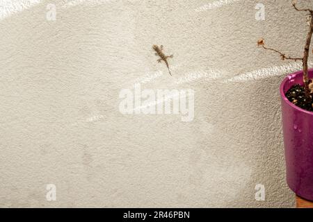 Un mur blanc rugueux avec un petit lézard grimpant dessus Banque D'Images