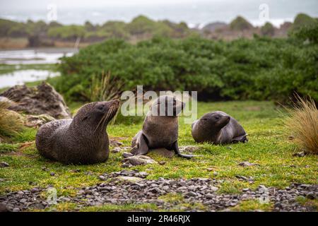 Les phoques à fourrure de la Nouvelle-Zélande à Cape Palliser près de Wellington, en Nouvelle-Zélande Banque D'Images