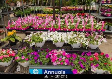 Rangées de pétunias dans des conteneurs exposés pour la vente au centre de jardin de Lowe à Wichita, Kansas, États-Unis. Banque D'Images