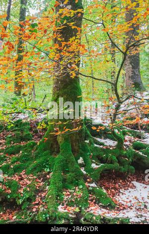 Arbre couvert de mousse dans la forêt d'automne Banque D'Images