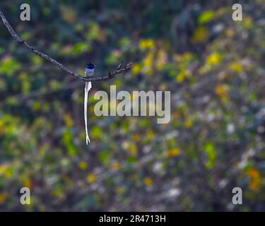 Un paradis flycatcher reposant sur un arbre Banque D'Images