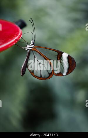 Un gros plan d'un papillon Glasswing (Greta oto) perché sur un mangeoire à oiseaux rouges Banque D'Images