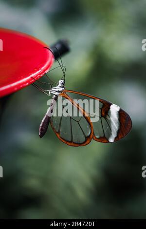 Un gros plan d'un papillon Glasswing (Greta oto) perché sur un mangeoire à oiseaux rouges Banque D'Images