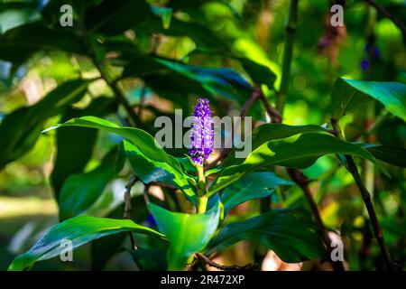 Une fleur de gingembre bleu entourée de feuilles vertes luxuriantes. Dichorisandra thyrsiflora. Hawaï. Banque D'Images