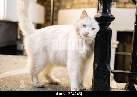 Un chat poilu blanc frottant contre une main courante dans la rue. Regarder l'appareil photo. Yeux jaunes. Véritable animal de rue. Extérieur. Banque D'Images