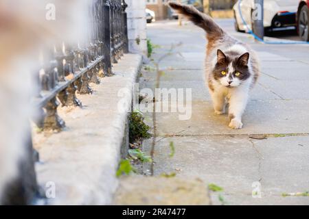 Un chat de rue blanc et gris qui marche vers l'appareil photo et regarde l'appareil photo. Yeux jaunes. Bokeh. Voitures garées. Jour. Banque D'Images