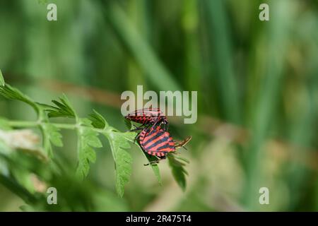 deux insectes rayés italien sur une plante verte dans le champ Banque D'Images