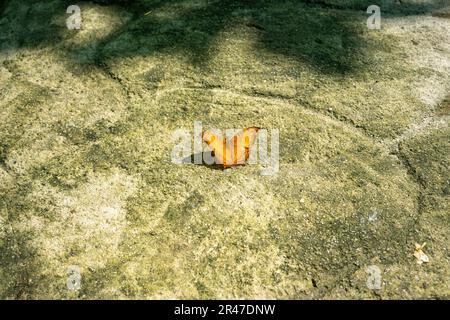 Un papillon orange vif perché sur une surface de roche baignée de soleil. Vindula erota, croiseur commun. Banque D'Images