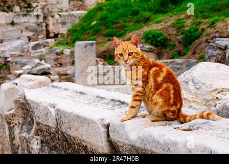 Chat orange assis parmi les ruines antiques à Éphèse Banque D'Images