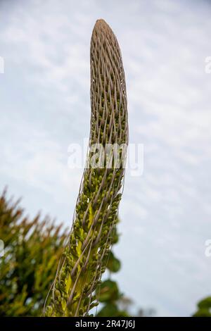 Sydney, Nouvelle-Galles du Sud, Australie. 25th mai 2023. Le col de cygne (Agave attenuata ) fleurit dans un jardin de Sydney, Nouvelle-Galles du Sud, Australie. L'Agave attenuata est une espèce de plantes à fleurs de la famille des Asparagaceae, communément appelée queue de renard ou queue de lion. Le nom d'agave de cou de cygne se réfère à son développement d'une inflorescence incurvée, inhabituelle parmi les agaves. (Credit image: © Tara Malhotra/ZUMA Press Wire) USAGE ÉDITORIAL SEULEMENT! Non destiné À un usage commercial ! Banque D'Images