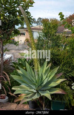 Sydney, Nouvelle-Galles du Sud, Australie. 25th mai 2023. Le col de cygne (Agave attenuata ) fleurit dans un jardin de Sydney, Nouvelle-Galles du Sud, Australie. L'Agave attenuata est une espèce de plantes à fleurs de la famille des Asparagaceae, communément appelée queue de renard ou queue de lion. Le nom d'agave de cou de cygne se réfère à son développement d'une inflorescence incurvée, inhabituelle parmi les agaves. (Credit image: © Tara Malhotra/ZUMA Press Wire) USAGE ÉDITORIAL SEULEMENT! Non destiné À un usage commercial ! Banque D'Images