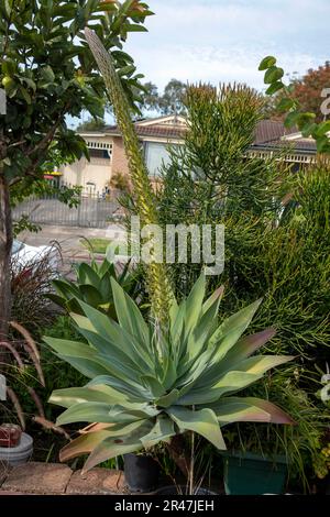 Sydney, Nouvelle-Galles du Sud, Australie. 25th mai 2023. Le col de cygne (Agave attenuata ) fleurit dans un jardin de Sydney, Nouvelle-Galles du Sud, Australie. L'Agave attenuata est une espèce de plantes à fleurs de la famille des Asparagaceae, communément appelée queue de renard ou queue de lion. Le nom d'agave de cou de cygne se réfère à son développement d'une inflorescence incurvée, inhabituelle parmi les agaves. (Credit image: © Tara Malhotra/ZUMA Press Wire) USAGE ÉDITORIAL SEULEMENT! Non destiné À un usage commercial ! Banque D'Images