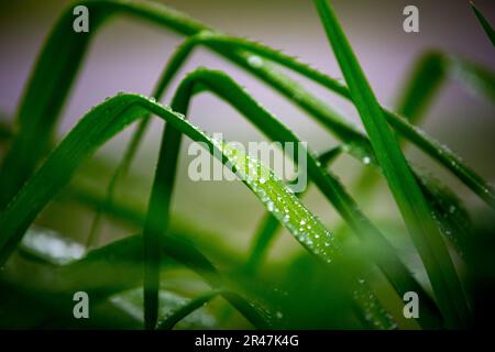 Gros plan de quelques gouttes de pluie sur les lames d'herbe verte, illuminées par la lumière naturelle Banque D'Images