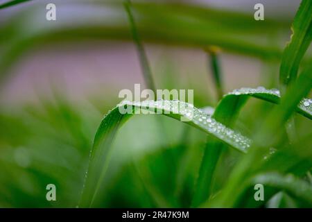 Gros plan de quelques gouttes de pluie sur les lames d'herbe verte, illuminées par la lumière naturelle Banque D'Images