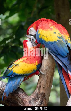 Paire de grands perroquets Scarlet Macaw, Ara macao, dans un habitat forestier. Deux oiseaux rouges assis sur la branche. Scène d'amour de la faune de la forêt tropicale nature. Banque D'Images