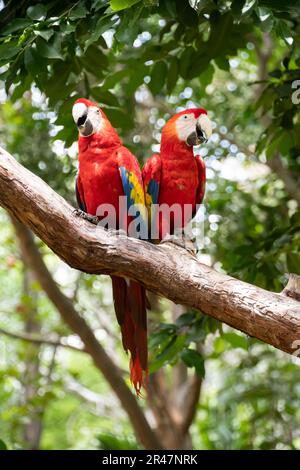 Paire de grands perroquets Scarlet Macaw, Ara macao, dans un habitat forestier. Deux oiseaux rouges assis sur la branche. Scène d'amour de la faune de la forêt tropicale nature. Banque D'Images