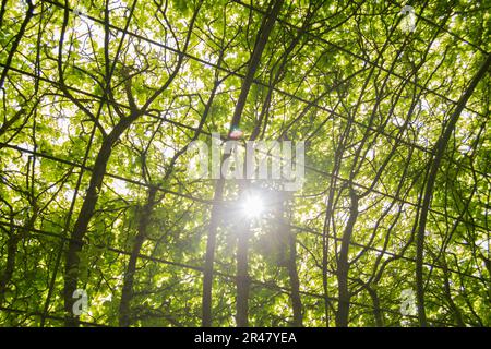 Soleil qui brille à travers une voûte d'arbres Banque D'Images