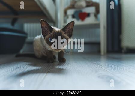 Le chat Devon rex aux yeux bleu vif attend avec impatience le concept d'animal de compagnie et d'appareil photo. Photo de haute qualité Banque D'Images