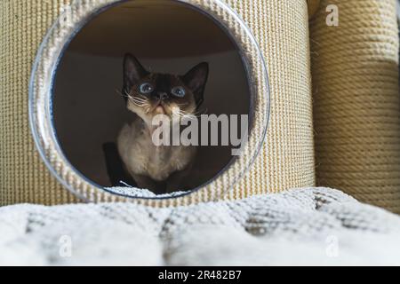 Devon rex chat à l'œil bleu regardant vers l'avant de la boîte, le concept de chats. Photo de haute qualité Banque D'Images