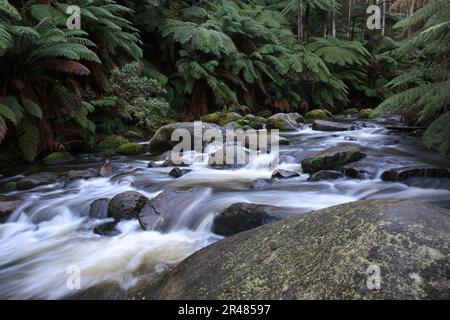 Une vue panoramique sur une forêt tropicale avec une rivière sinueuse avec fougères arborescentes et grands rochers le long des rives Banque D'Images