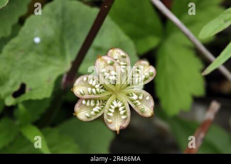 Sumpfdotterblume (Maltha palustris), Sumpf-Dotterblume - geöffnete Samenkapseln Banque D'Images