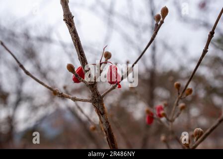 Vue rapprochée d'un arbre avec des bourgeons nouvellement formés et de petites fleurs rouges Banque D'Images