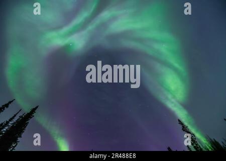 Lumières du Nord étonnantes et étonnantes aurores boréales vues dans le territoire du Yukon, dans le nord du Canada à l'automne. Arbres, bois et ciel vert. Banque D'Images