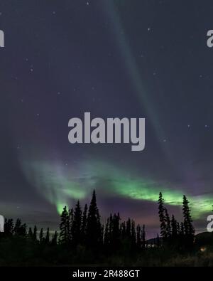 Lumières du Nord étonnantes et étonnantes aurores boréales vues dans le territoire du Yukon, dans le nord du Canada à l'automne. Arbres, bois et ciel vert. Banque D'Images