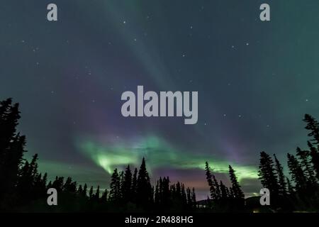 Lumières du Nord étonnantes et étonnantes aurores boréales vues dans le territoire du Yukon, dans le nord du Canada à l'automne. Arbres, bois et ciel vert. Banque D'Images