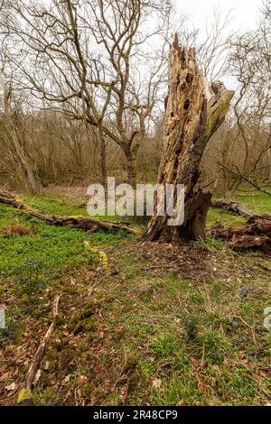 Natures chaos, forêt anglaise intime montrant des motifs et des textures dans l'environnement Banque D'Images