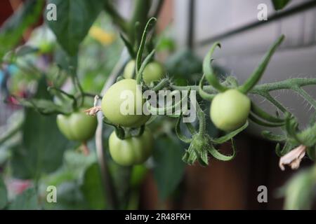 Un gros plan de tomates vertes non mûres sur une branche d'arbre et dans un semoir Banque D'Images