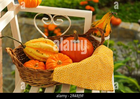 Panier en osier avec citrouilles entières mûres sur banc en bois blanc à l'extérieur Banque D'Images