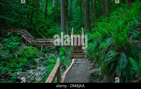 Pont en bois au-dessus d'une rivière forestière. Promenade en bois dans la forêt verte. Magnifique sentier de randonnée ou sentier de randonnée de l'autre côté de la rivière. Chemin, chemin, chemin en bois Banque D'Images