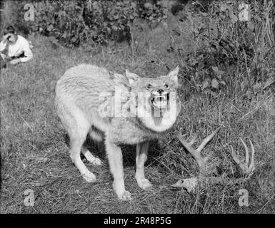 Un loup à bois du nord du Michigan, Sault Sainte Marie, entre 1905 et 1915. Banque D'Images