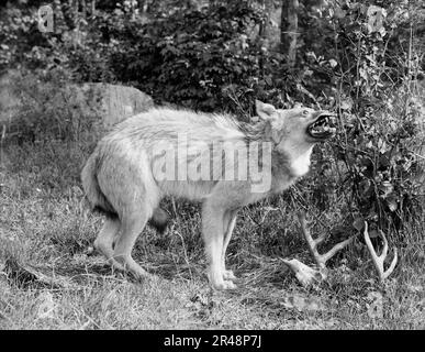 Un loup à bois du nord du Michigan, Sault Sainte Marie, entre 1905 et 1915. Banque D'Images