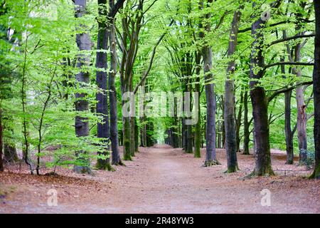 Une vue panoramique sur un sentier à travers une forêt luxuriante et animée Banque D'Images