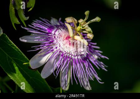 Gros plan d'une fleur de la passion pourpre ou d'une fleur de Maypop (Passiflora incarnata). Raleigh, Caroline du Nord. Banque D'Images