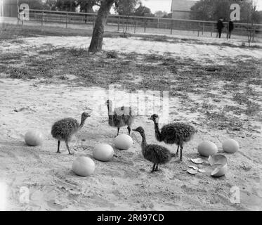 Ferme d'autruche, Hot Springs, Arkansas, entre 1880 et 1930. Banque D'Images