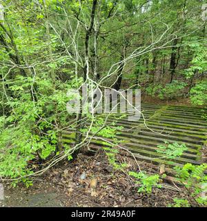 Vieux pont en bois abandonné au-dessus d'une petite crique, dans les bois Banque D'Images