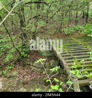 Vieux pont en bois abandonné au-dessus d'une petite crique, dans les bois Banque D'Images