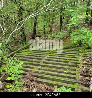 Vieux pont en bois abandonné au-dessus d'une petite crique, dans les bois Banque D'Images