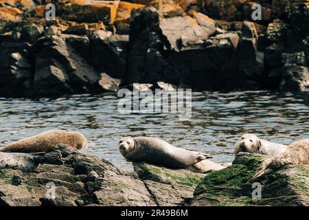 Une scène paisible d'un groupe de phoques qui se basait sur la rive rocheuse d'un plan d'eau côtier Banque D'Images