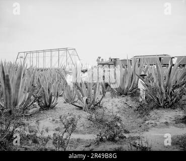 Champ de Maguey, entre 1880 et 1897. Banque D'Images